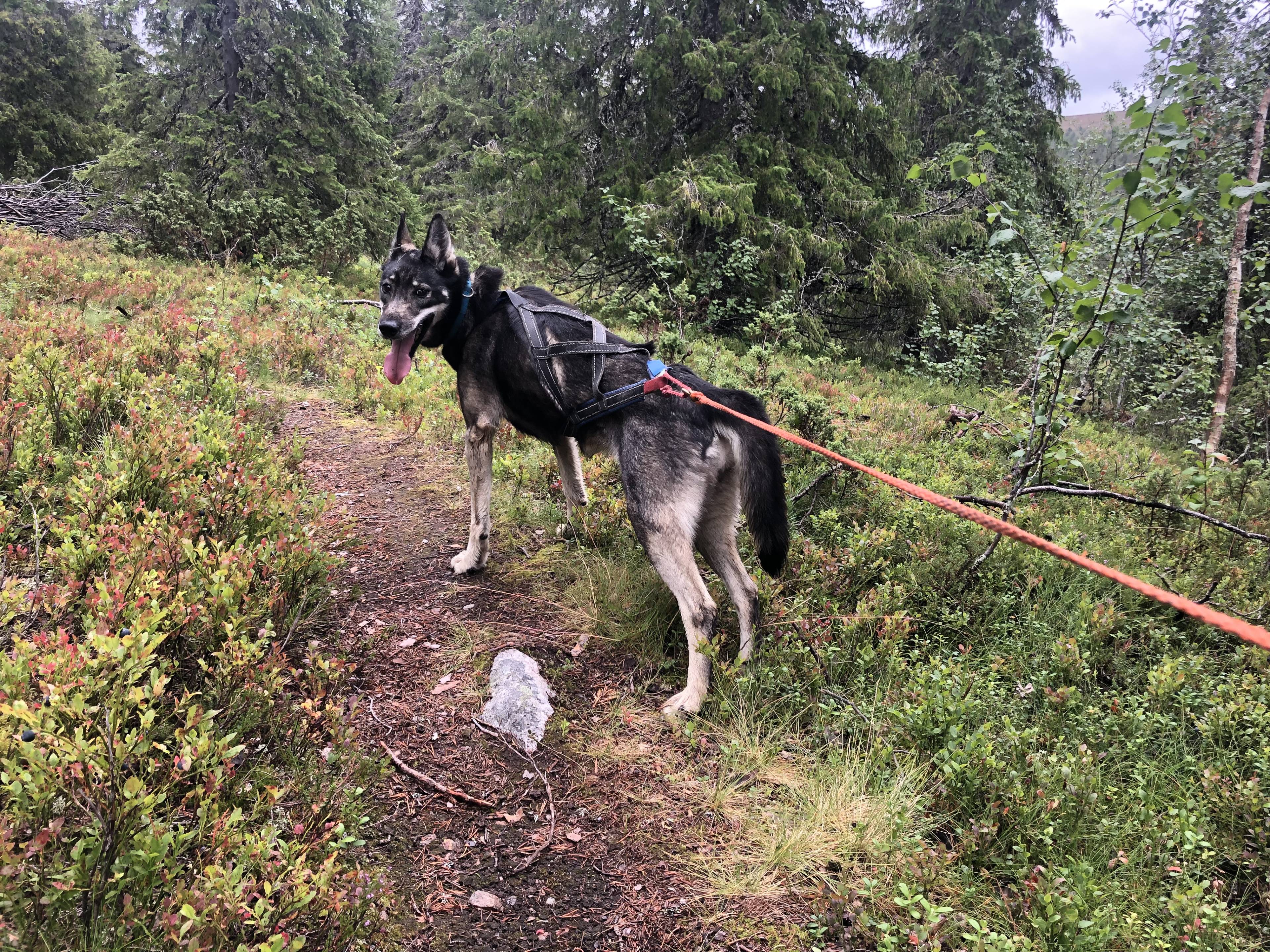 Hündin Mitshu auf dem Husky Trekking im Wald