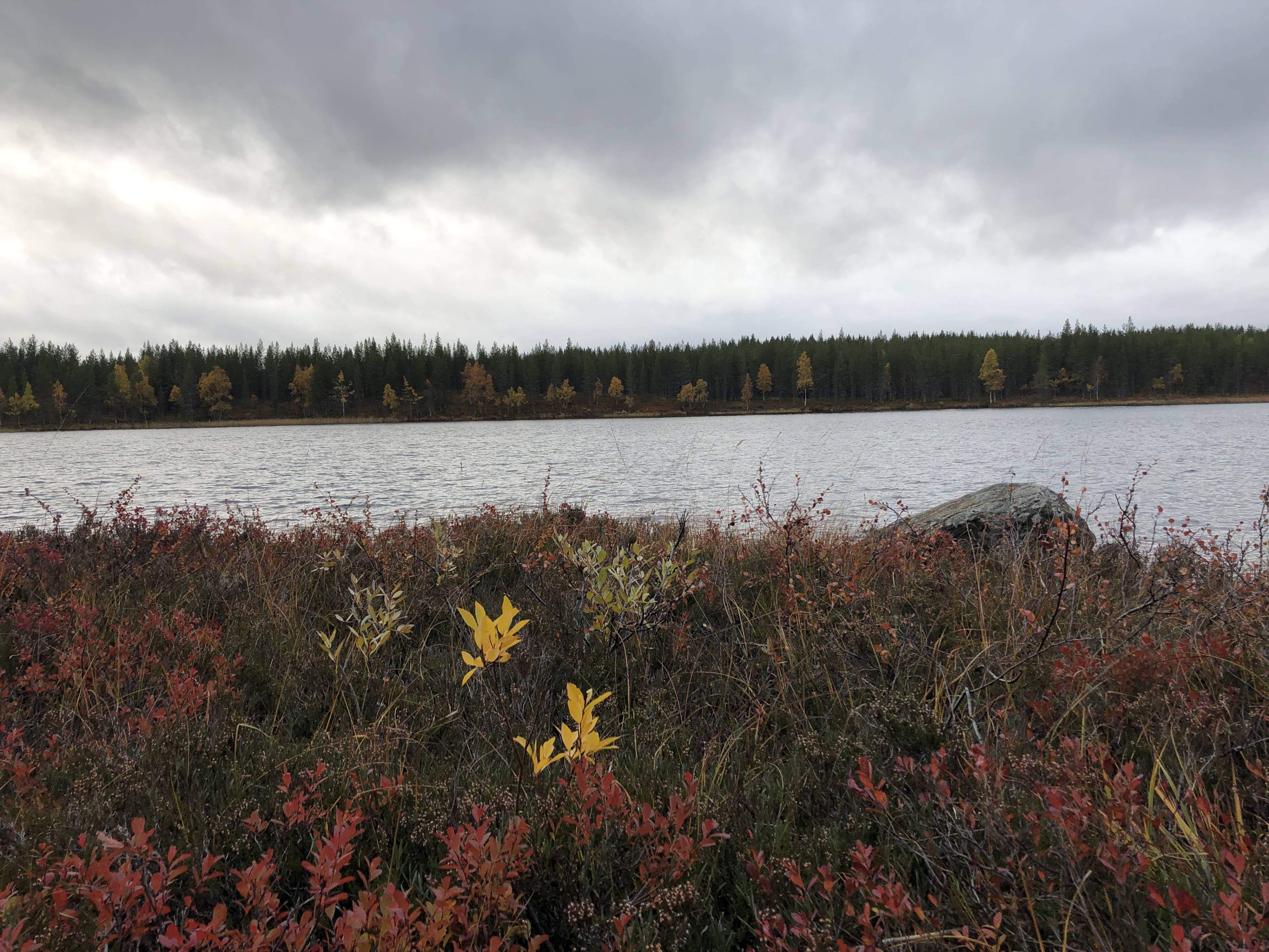 Herbstlandschaft in schwedisch Lappland