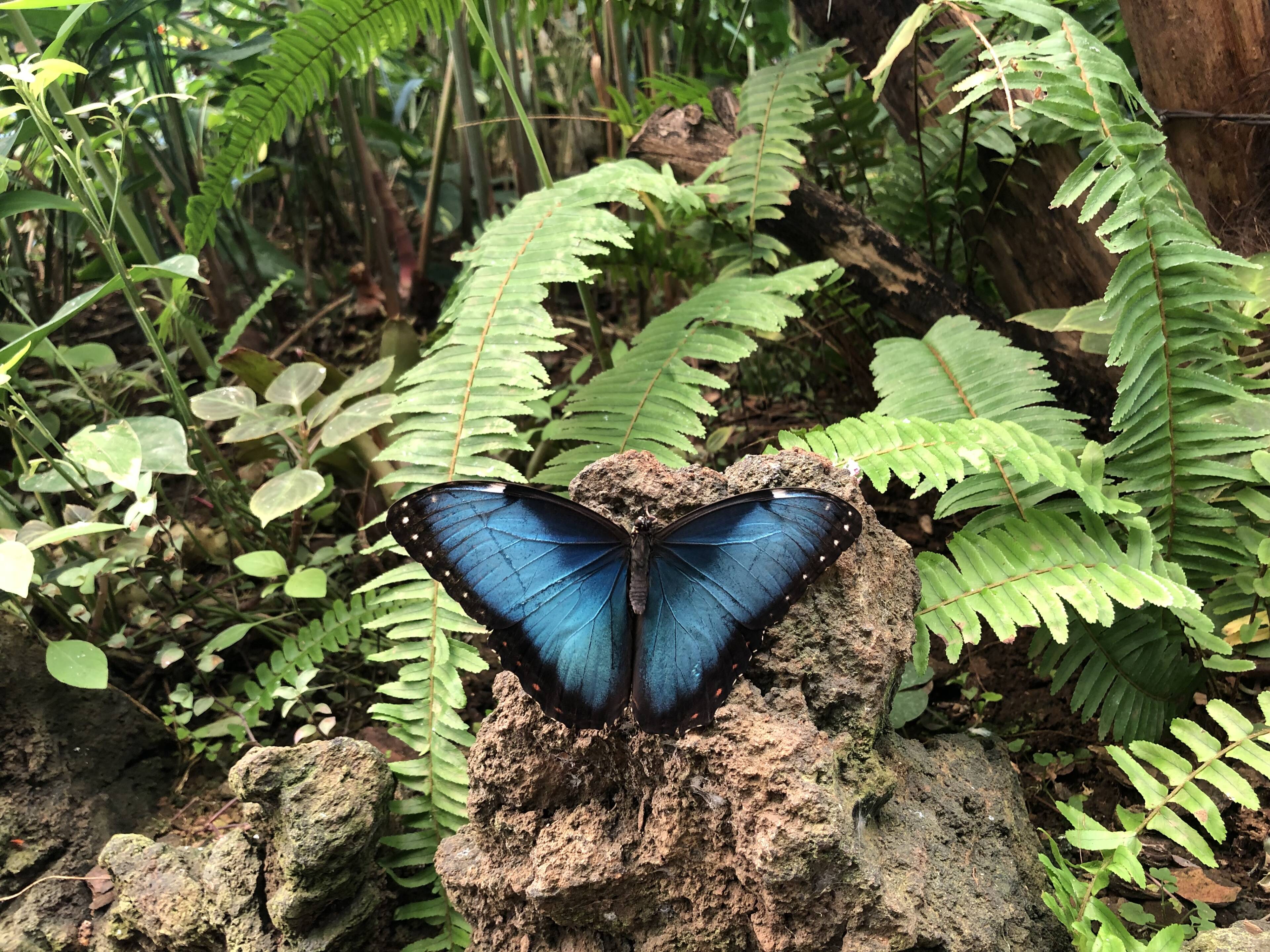 Blauer Odysseus-Schmetterling; Reiki
