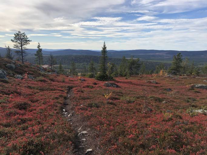 Ein schmaler Pfad in der herbstlandschaft in schwedisch Lappland